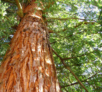 RED-CEDAR